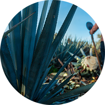 Sesión 3 - Prácticas básicas 
                    de Agricultura Regenerativa en la producción agavera