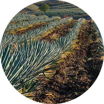 Sesión 4 - Prácticas avanzadas de 
                        Agricultura Regenerativa 
                        en la producción agavera